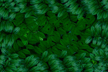 Fototapeta na wymiar Green leaves background.Green leaves color tone dark in the morning.Tropical Plant in Thailand,environment,good air.photo concept nature and plant.