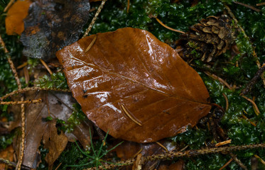 Welkes Buchenblatt im Herbst