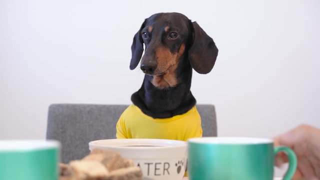 Funny black and tan dachshund sits at an empty bowl for water and looks at its owners, drinking hot beverages. Masters raise and lower aquamarine caps, cute unhappy dog watches them. Thirsty concept.