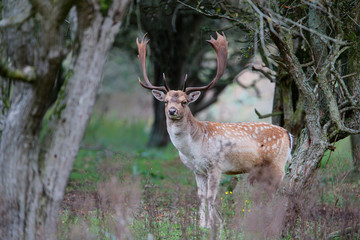 Fallow deer stag in heat in the rutting seasonin the  Amsterdam waterleidingduinen nature reserve in the dunes on westcoast of the Netherlands