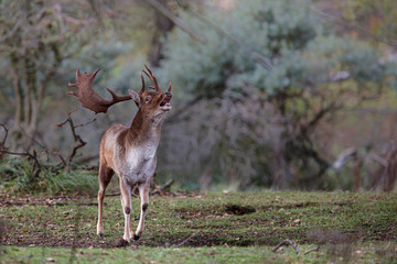 Fallow deer stag in heat in the rutting seasonin the  Amsterdam waterleidingduinen nature reserve in the dunes on westcoast of the Netherlands