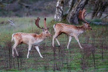 Fallow deer stag in heat in the rutting seasonin the  Amsterdam waterleidingduinen nature reserve in the dunes on westcoast of the Netherlands