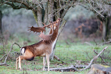 Fallow deer stag in heat in the rutting seasonin the  Amsterdam waterleidingduinen nature reserve in the dunes on westcoast of the Netherlands
