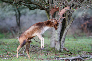 Fallow deer stag in heat in the rutting seasonin the  Amsterdam waterleidingduinen nature reserve in the dunes on westcoast of the Netherlands