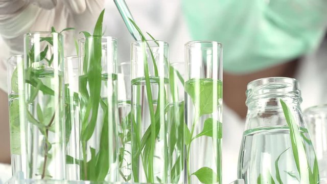 Sientist work with plant in test tubes in laboratory. Dolly shot