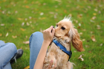 English Cocker Spaniel sitting on grass outdoors, in the park