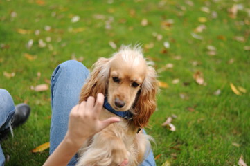 English Cocker Spaniel sitting on grass outdoors, in the park