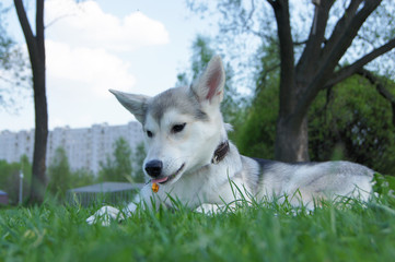 siberian husky is lying on a green grass © Anna