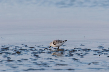 Watvogel im Wattenmeer bei Ebbe