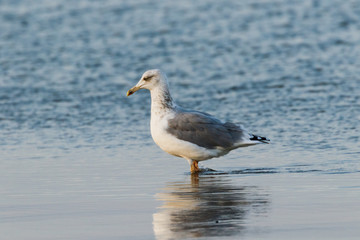 Möwe am Strand bei Ebbe