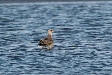 Möwe am Strand bei Ebbe