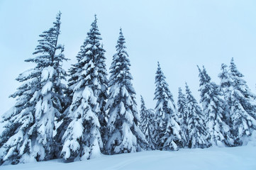 amazing pine trees forest covered with snow . beautiful winter landscape