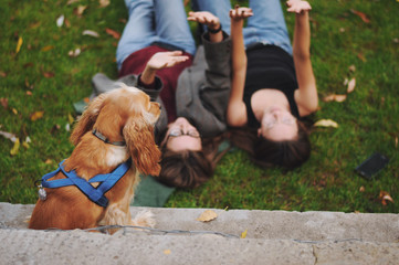 Fototapeta premium Woman with american cocker spaniel plays at autumn park