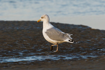 Möwe am Strand bei Ebbe