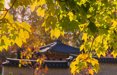 Maple branches with autumn leaves against Korean garden, background