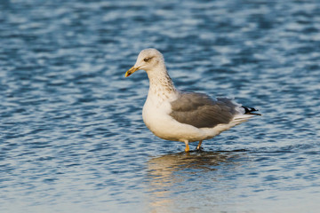 Möwe im Wasser am Strand mit Spiegelung im Wasser