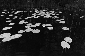 Black and white lily pads and forest reflection