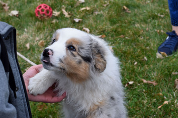 Australian Shepard