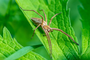 Close up of a Nursery web spider on a green leaf in sunlight