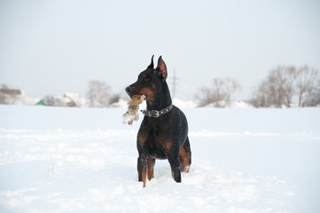 Black and tan young doberman playing with a toy in deep snow in a field