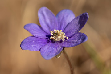 Close up of a single blue anemone flower in sunlight