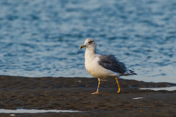 Möwe am Strand bei Ebbe