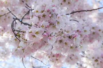 cherry blossom in spring