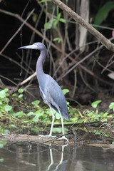 Héron bleu Costa rica