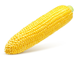 corn ear, isolated on white background, clipping path, full depth of field