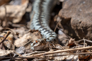 Viper snake lurking among dry leaves in spring sunlight