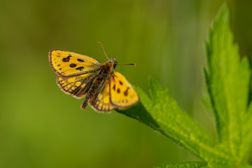 Beautiful orange speckled butterfly sitting on a green leaf