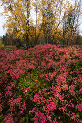 Autumn foliage in Finnish lapland