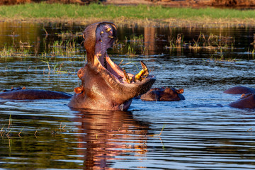 Fototapeta na wymiar Hippopotamus - Botswana - Africa