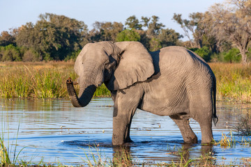 Fototapeta na wymiar African Elephant - Okavango Delta - Botswana