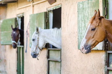 Horses in a stable