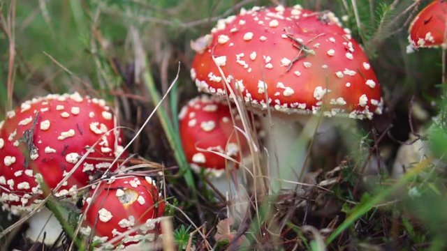Amanita Muscaria in autumn. Fly-agaric in a autumn forest. Poisonous mushroom .