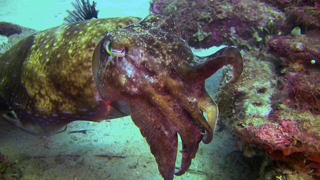 Cuttlefish, Sepiida On The Ocean Floor, Philippines