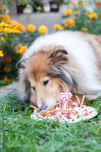 Gold Adorable Rough Collie With Long Hair Eating Her Birthday Cake