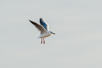 Seevogel im Flug die roten Beine hängen nach unten
