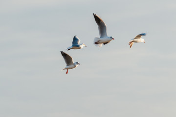 Seev&ouml;gel im Flug vor Himmel mit Wolken