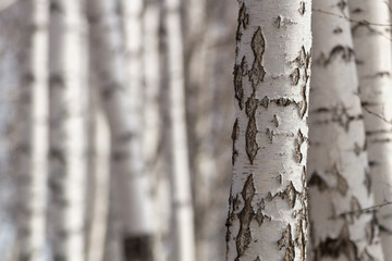 Birch trunks