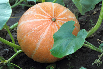 Pumpkin