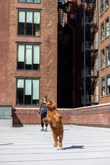 Urban fetch on the roof of city apartment building