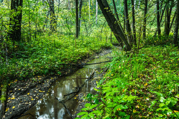 Small river in the dark emerald forest