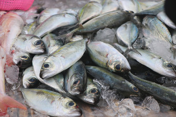 Fresh bigeye scad uncooked with ice waiting customer for sale in local market on shelf good nutrition from marine