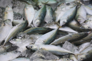 Selective focus on fresh mackerel uncooked with ice waiting customer for sale in local market on...