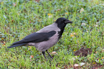 Obraz premium A hooded crow (Corvus corone cornix) on the grass
