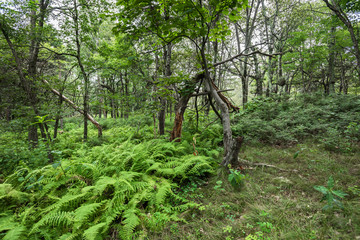 アメリカ、シェナンドー国立公園