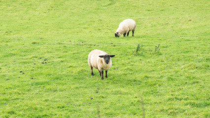 Naklejka na ściany i meble sheep on the field