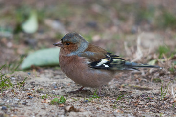 A male chaffinch with winter plumage on the ground